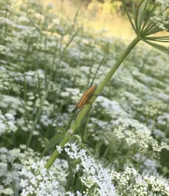 Lixus iridis - bürökfúró dudvabarkó