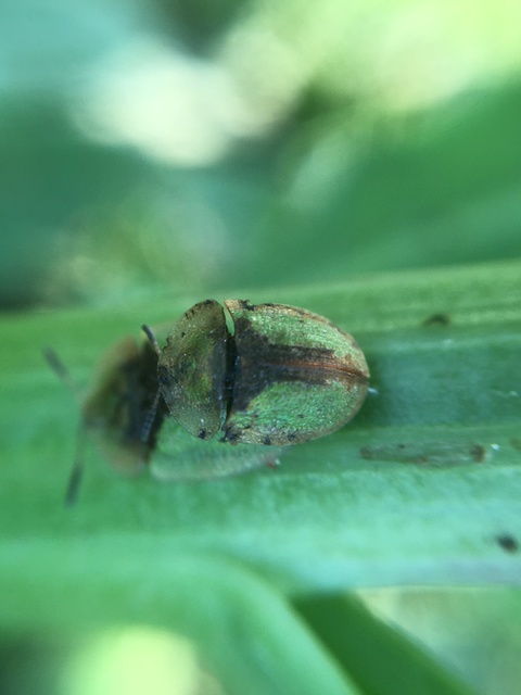 Cassida