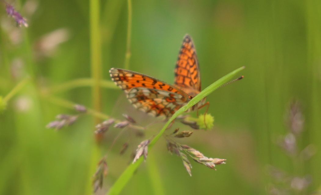 Boloria selene - fakó gyöngyházlepke