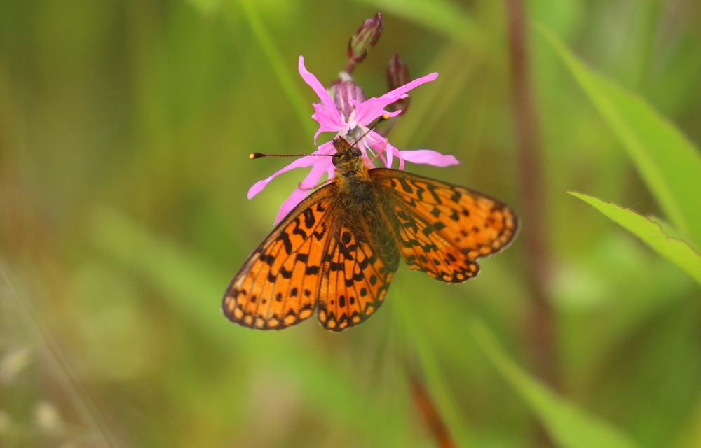 Boloria selene - fakó gyöngyházlepke