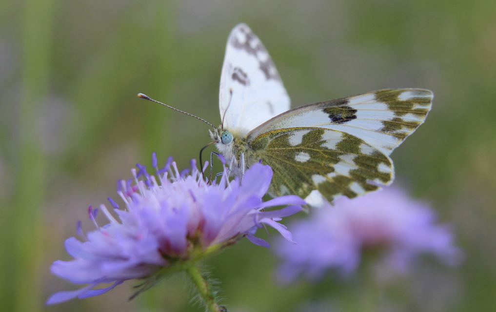 Pontia edusa - rezedalepke