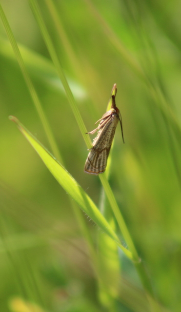 Thisanotia chrysonuchella - tavaszi fűgyökérmoly