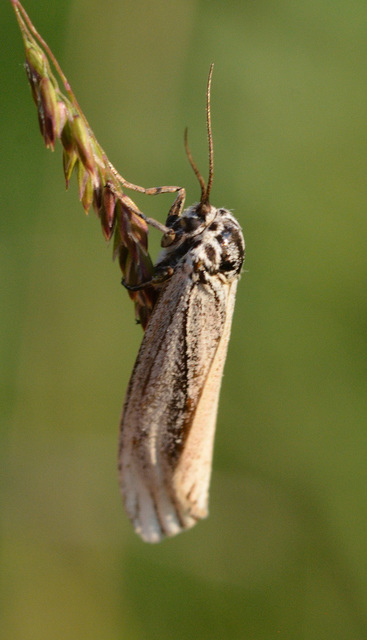 Spiris striata - csíkos molyszövő