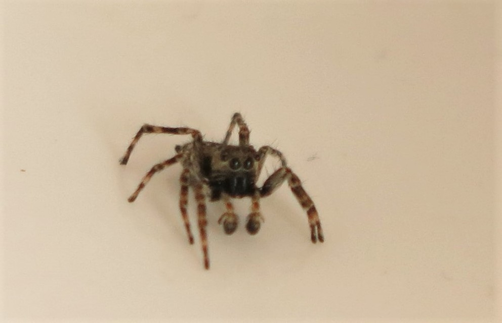 Attulus