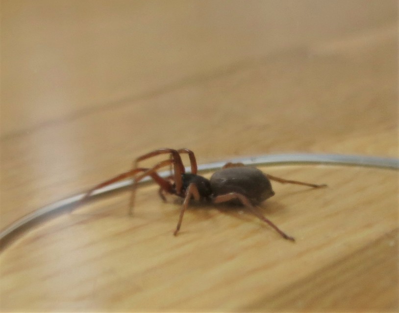 Dysderidae - fojtópókok