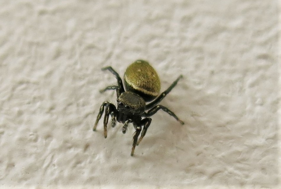 Heliophanus