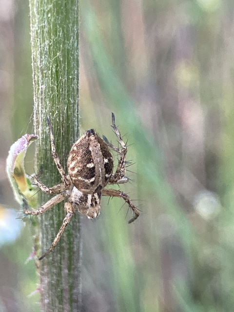 Oxyopes