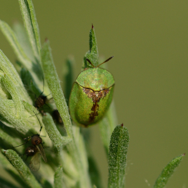 Cassida vibex - szőrös pajzsbogár