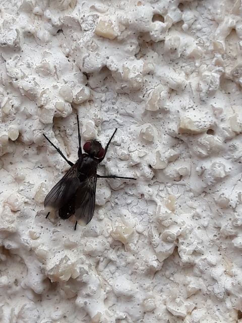 Melanophora roralis