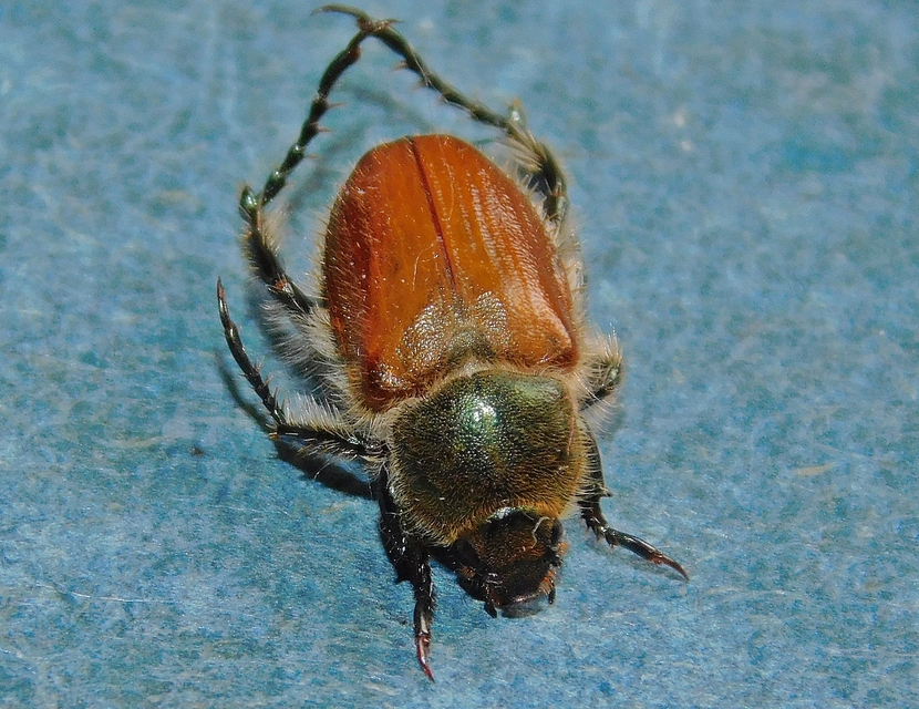 Chaetopteroplia segetum - rozsszipoly