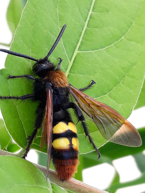 Megascolia maculata - óriás-tőrösdarázs