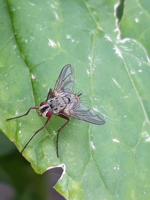 Dexia rustica - cserebogár-fürkészlégy