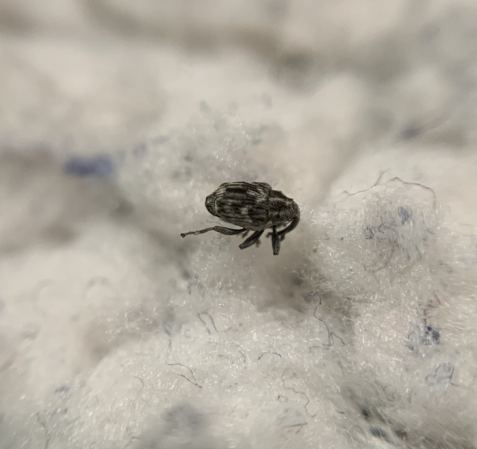 Microplontus millefolii - nyíljegyes-margarétaormányos