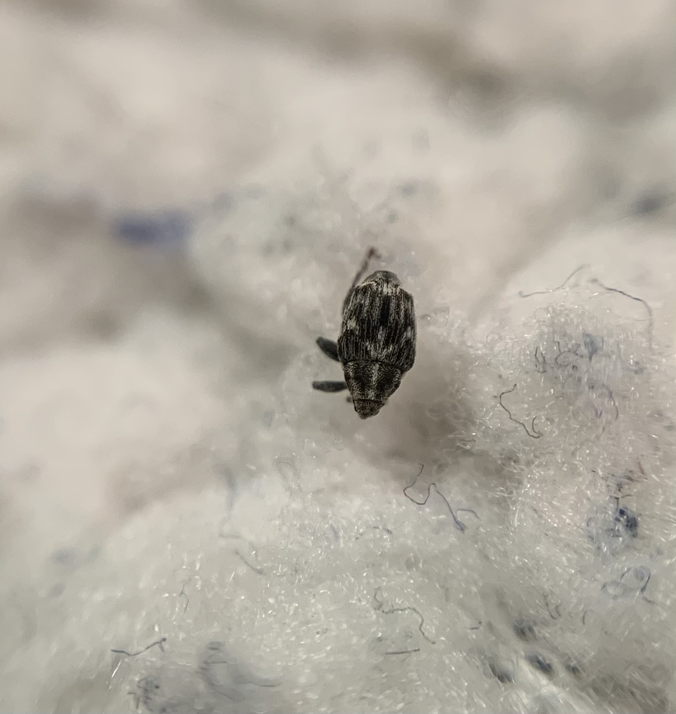 Microplontus millefolii - nyíljegyes-margarétaormányos