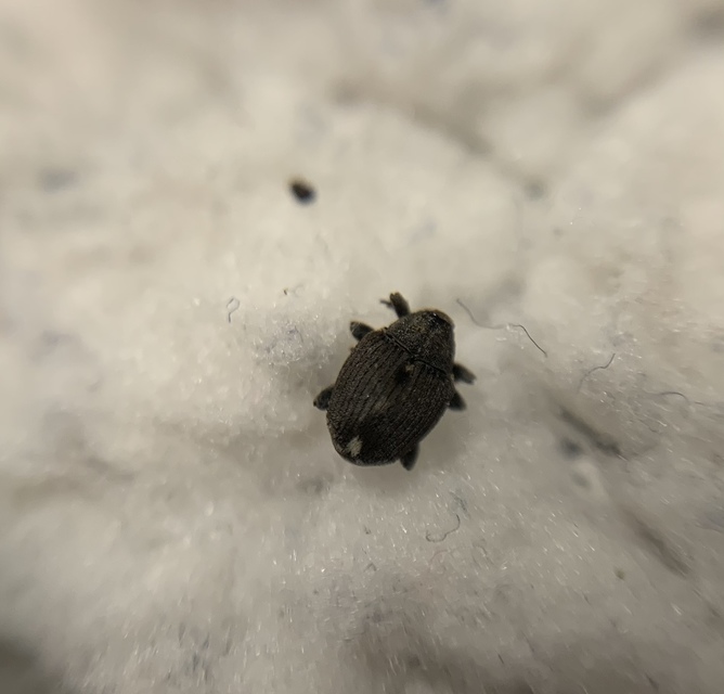 Stenocarus ruficornis - mákgyökérormányos