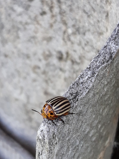 Leptinotarsa decemlineata - burgonyabogár