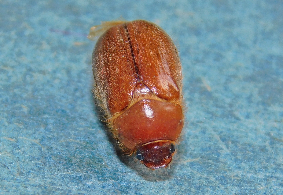 Amphimallon assimile - kis sárgacserebogár