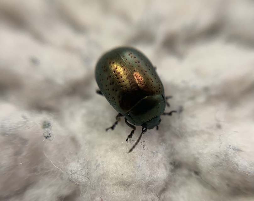 Chrysolina hyperici - zöld orbáncfűlevelész