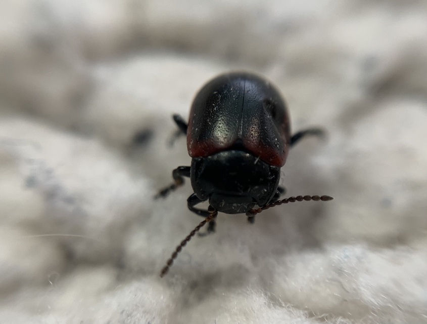 Chrysolina limbata - keretes levélbogár