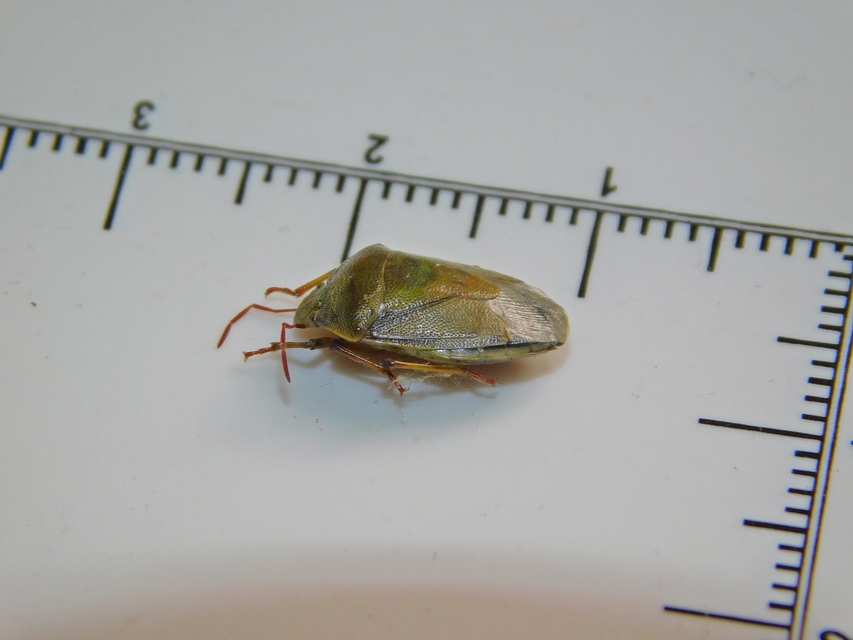 Piezodorus lituratus - bíboros címerespoloska Piezodorus lituratus - bíboros címerespoloska