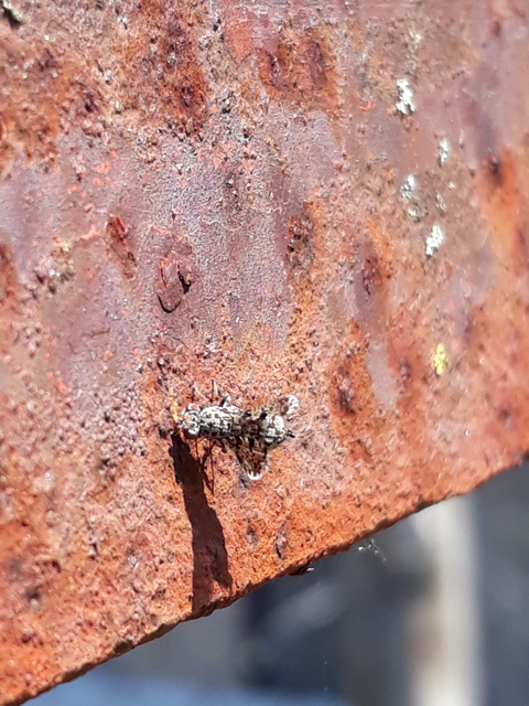 Callopistromyia annulipes - pávalégy