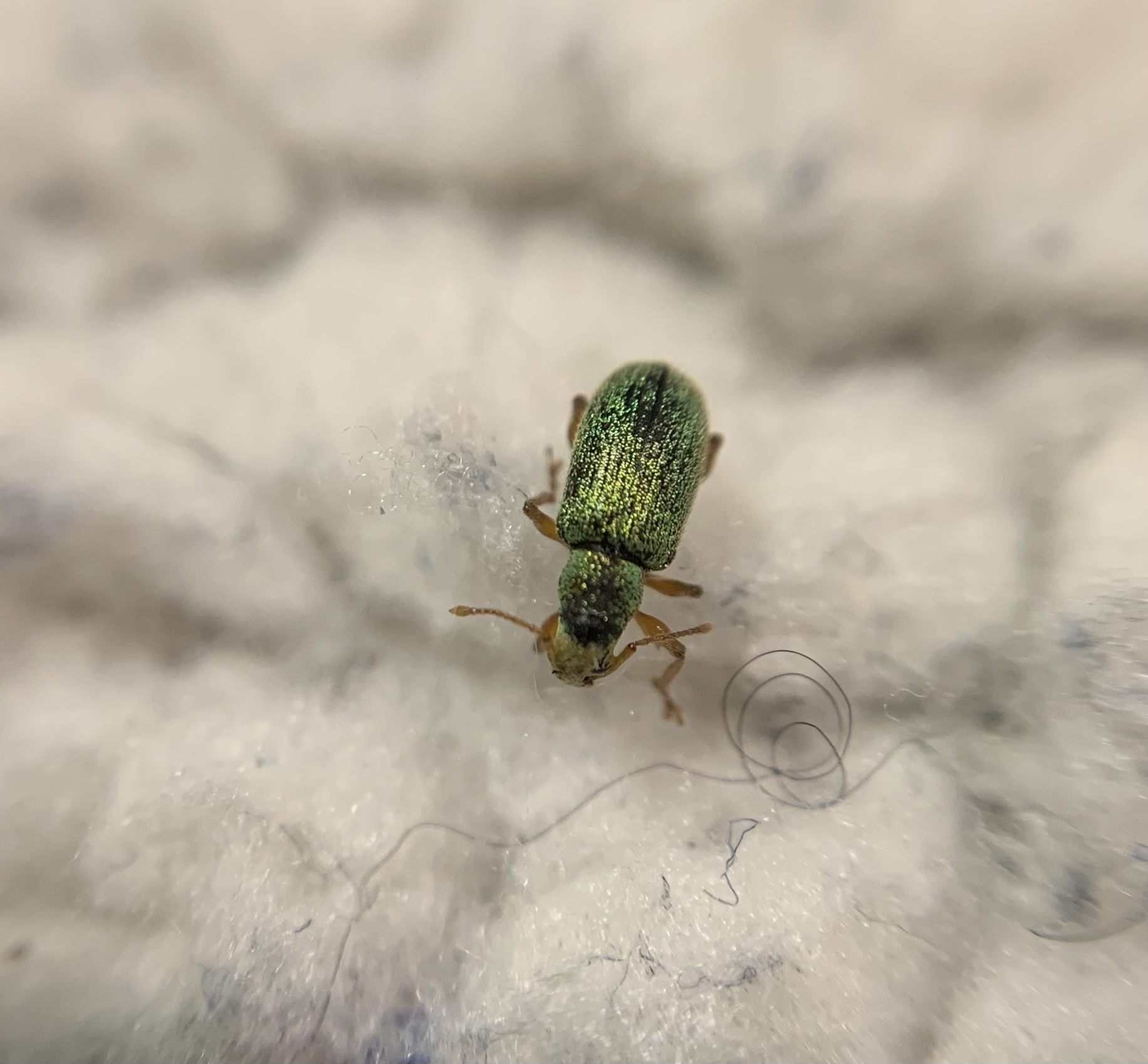 Phyllobius seladonius - kardlábú levélormányos
