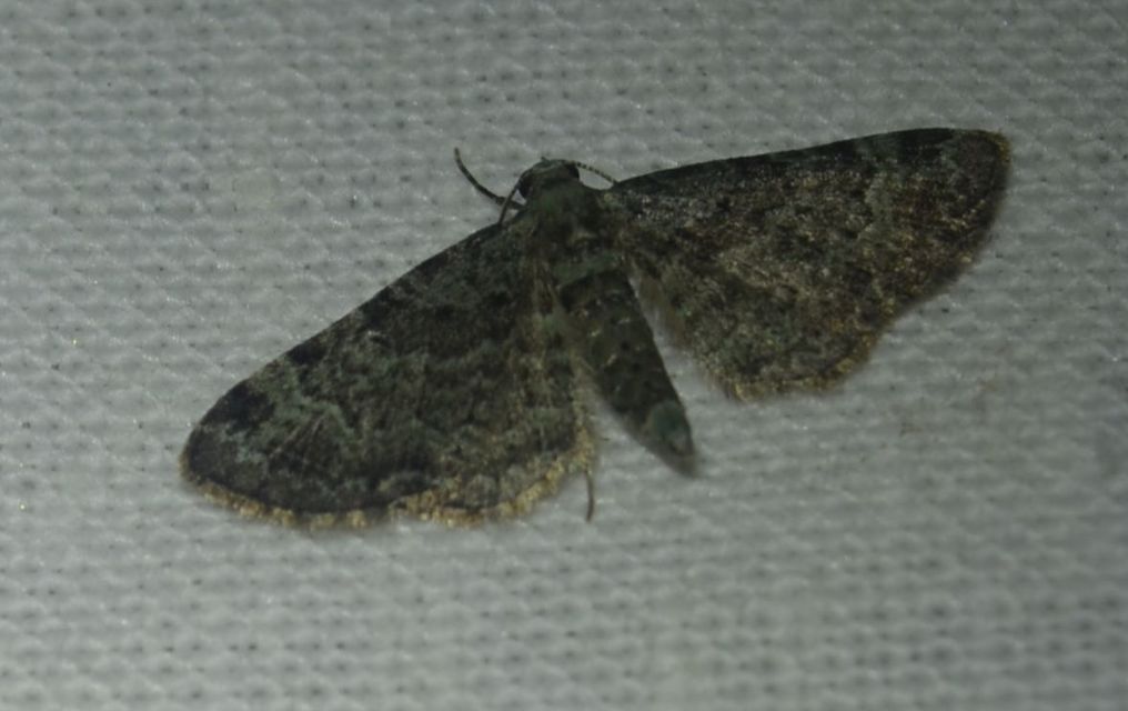Pasiphila rectangulata - almavirág-araszoló