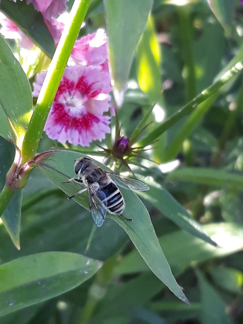 Eristalis arbustorum - fehérarcú herelégy