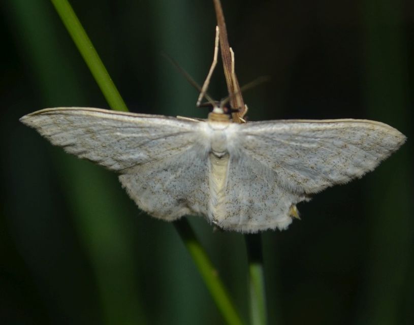 Scopula floslactata - tejfehér sávosaraszoló