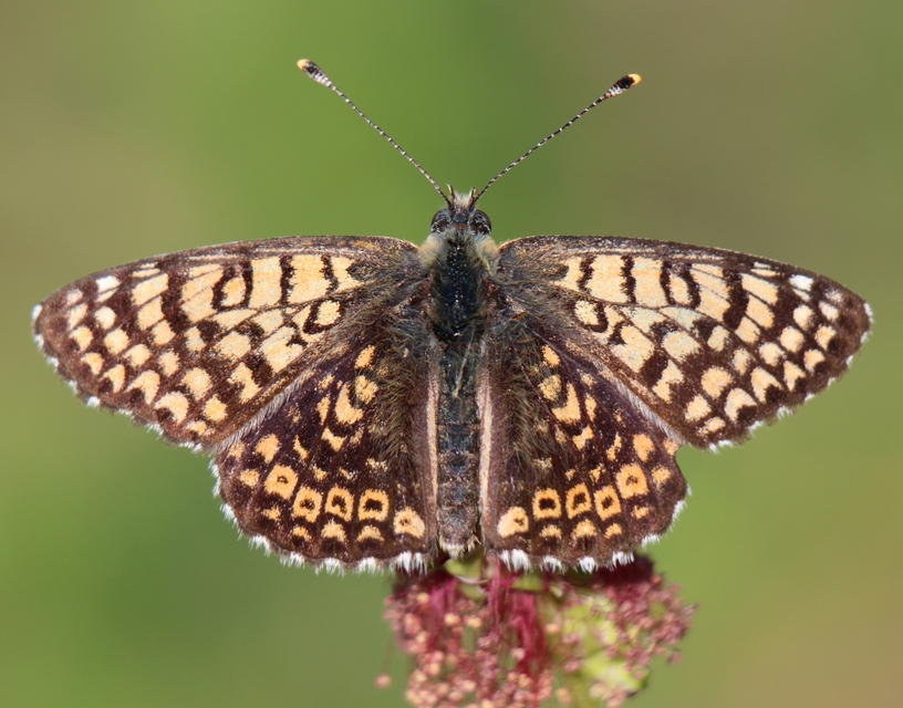 Melitaea cinxia - réti tarkalepke