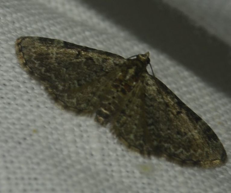 Pasiphila chloerata - hamvas törpearaszoló