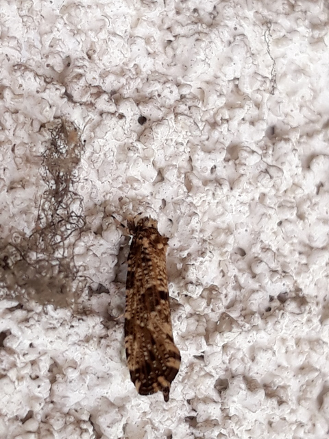 Morophaga choragella - közönséges óriásmoly