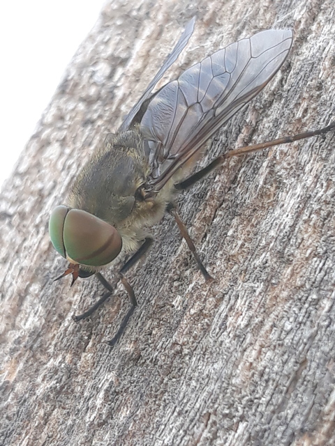 Tabanidae - böglyök