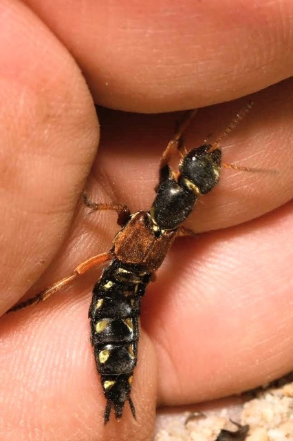 Staphylinus caesareus - aranysujtásos holyva