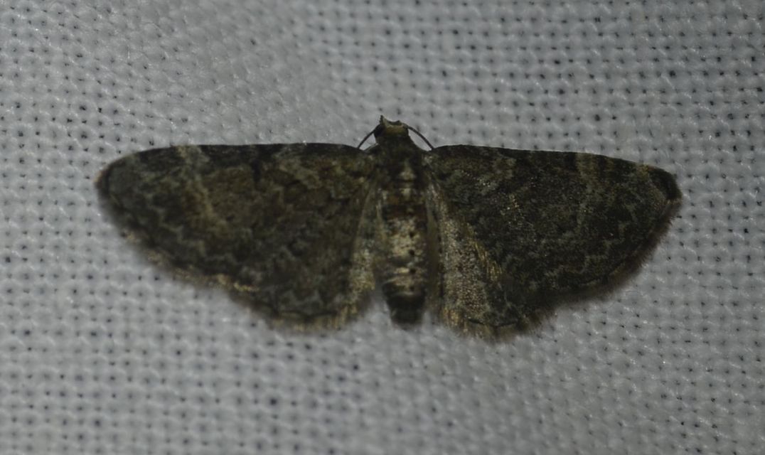 Pasiphila chloerata - hamvas törpearaszoló