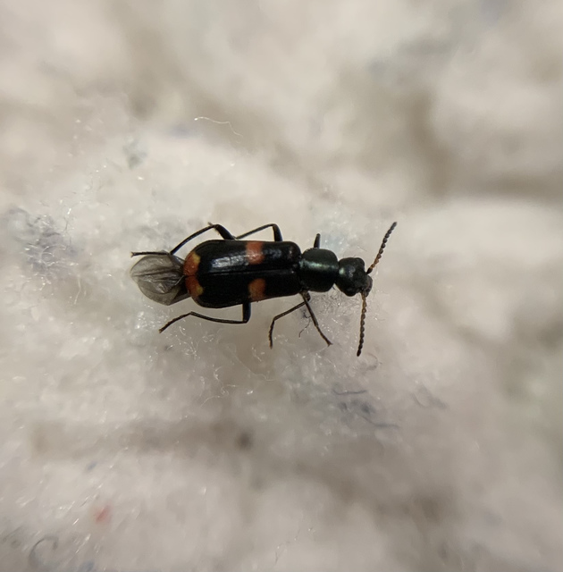 Anthocomus fasciatus - sárgaszalagos bibircsesbogár