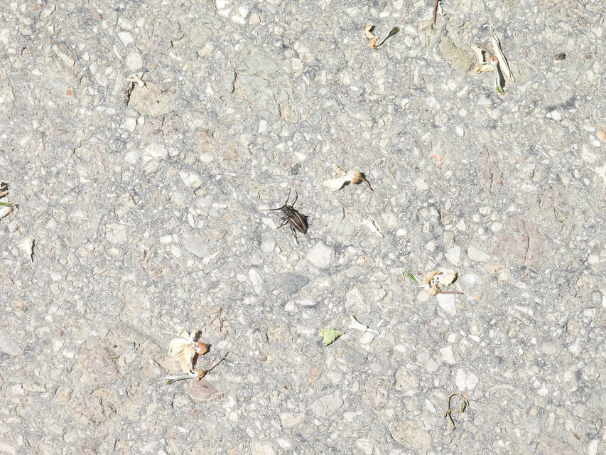 Neodorcadion bilineatum - kétsávos földicincér