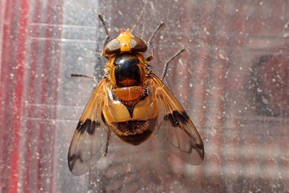 Volucella inflata - kis pihelégy