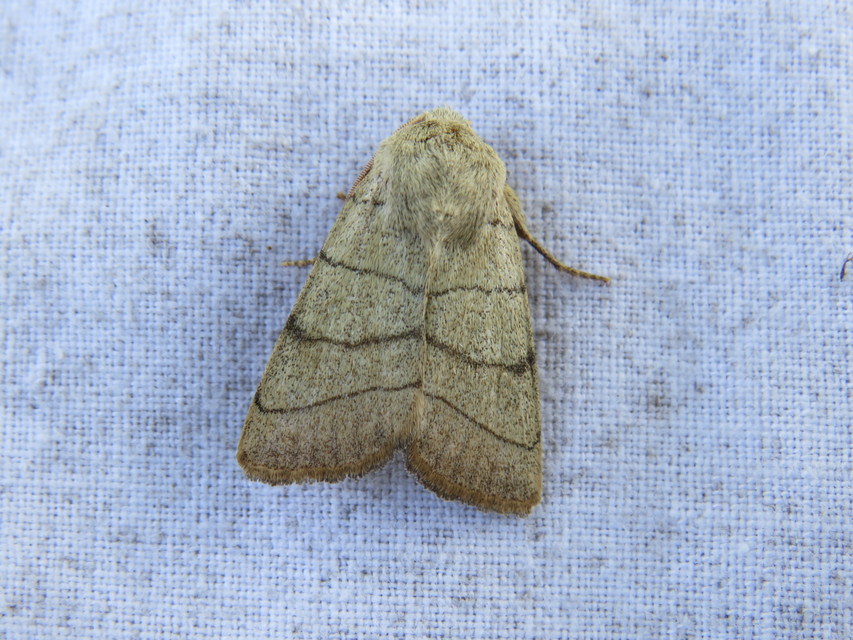Charanyca trigrammica - háromsávos lombbagoly