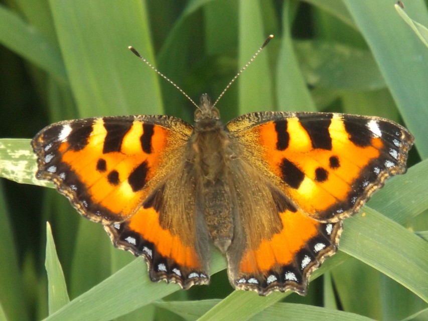 Nymphalis urticae - kis rókalepke