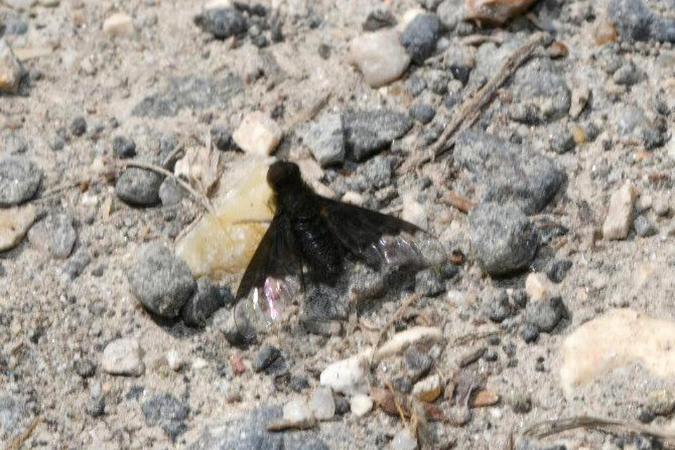 Hemipenthes morio - közönséges gyászlégy