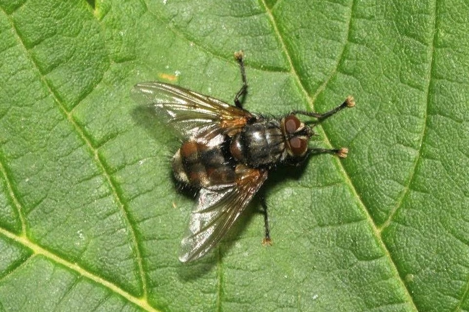 Nemoraea pellucida