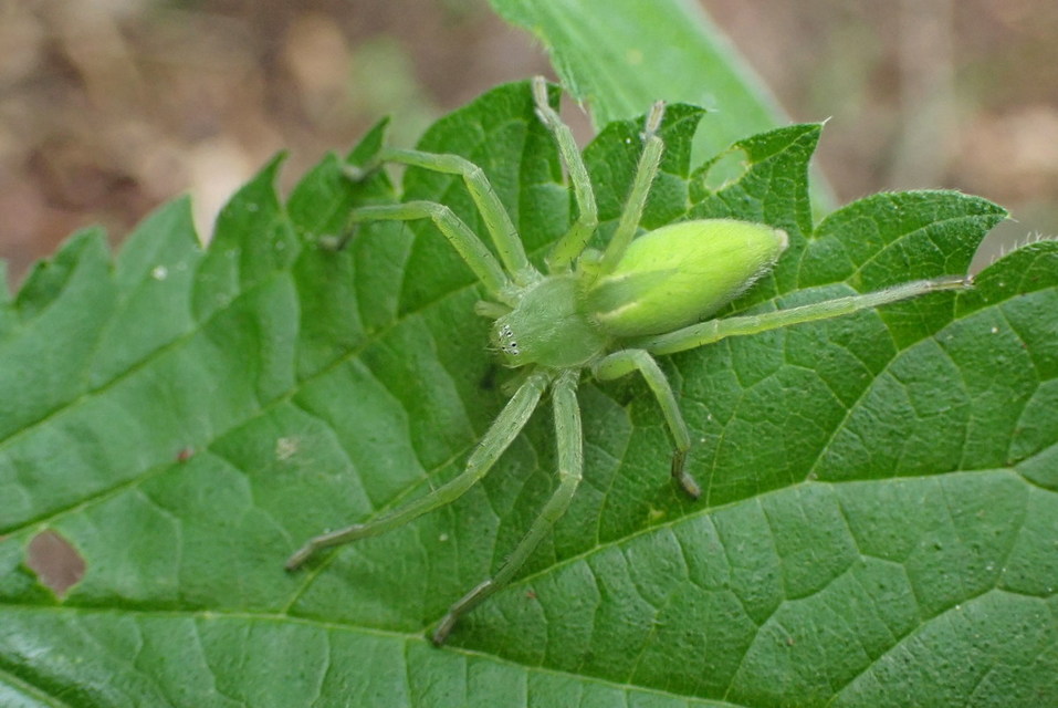 Micrommata virescens - hunyópók