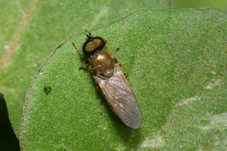 Chloromyia formosa - közönséges fémeslégy