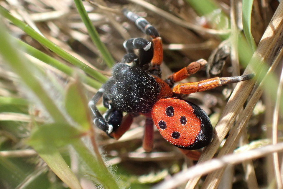Eresus Eresus