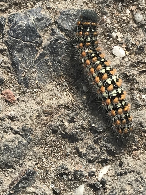 Pentophera morio - réti gyapjaslepke