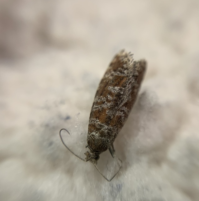 Rhyacionia pinivorana - tarka gyantamoly