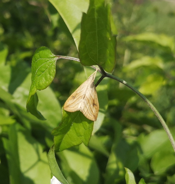 Evergestis forficalis - veteménymoly
