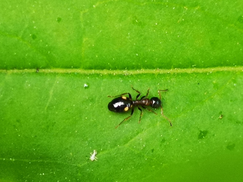 Dolichoderus quadripunctatus - négypettyes erdeihangya