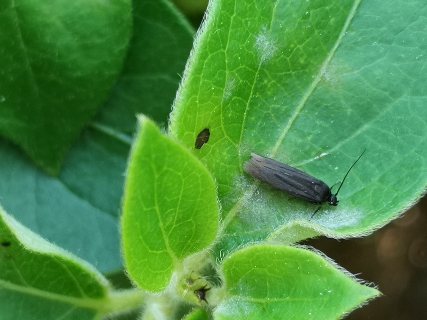 Scythris sinensis - aranyfarú zöldmoly